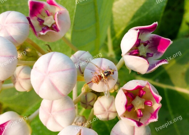 Honey Bee Bee Flower Red Flower Magenta Flower