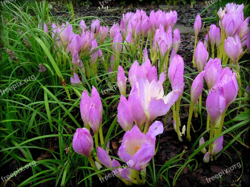 Saffron Crocus Flower Bloom Greens