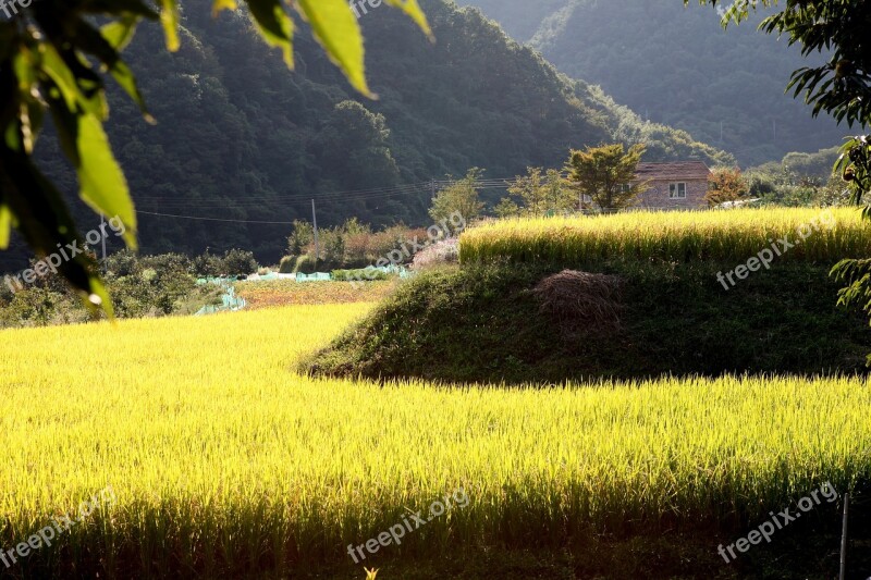 Autumn Flowers Nature Jiri Landscape