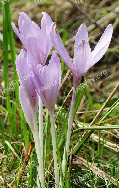 Herbstzeitlose Toxic Giftplanze Autumn Timeless Colchicum Autumnale