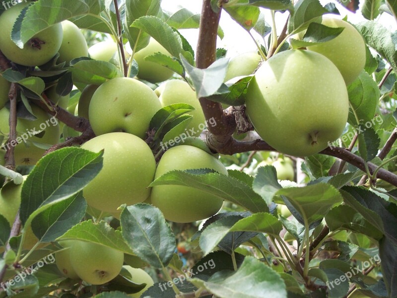 Green Apple Apples Fruit Free Photos