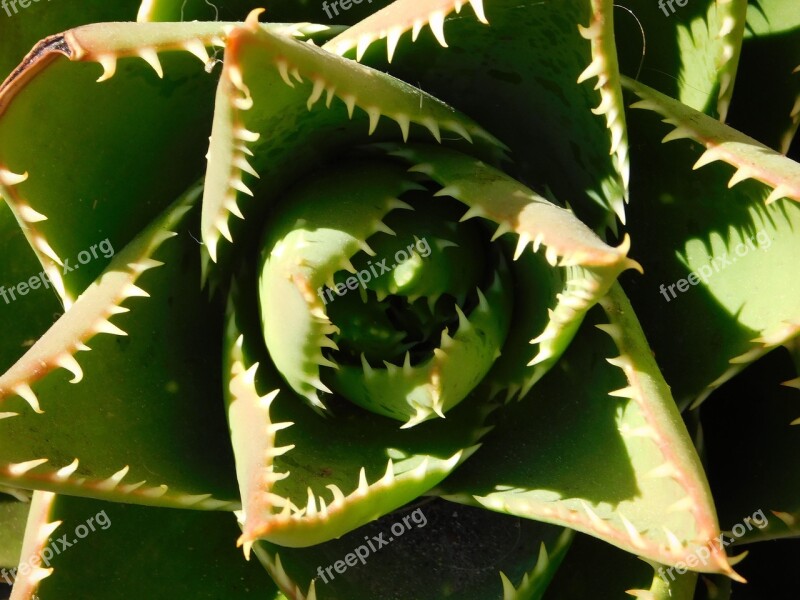 Cactae Cactus Plant Desert Nature