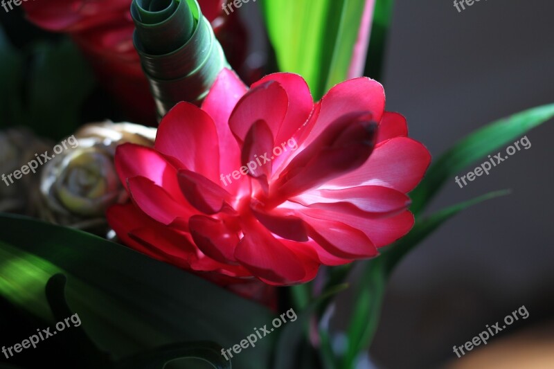 Exotic Flower Luminous Red Flower Tropical Flower Free Photos