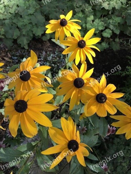 Brown Eyed Susan Nature Flowers Plant Wildflowers