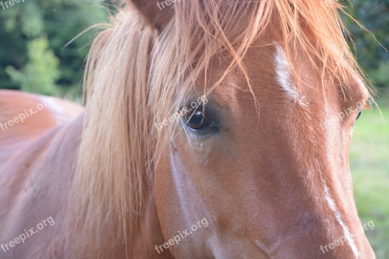 Horse Mare Look Brown Portrait