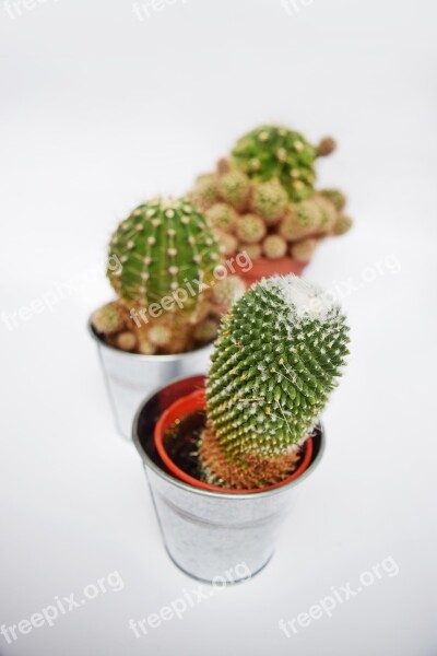 Cactus Succulent Botanical Plant Green