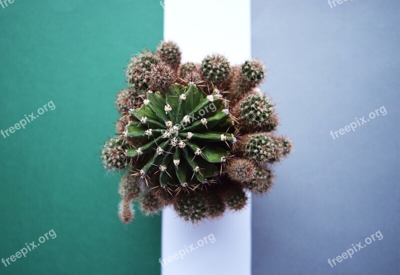 Cactus Succulent Botanical Plant Green