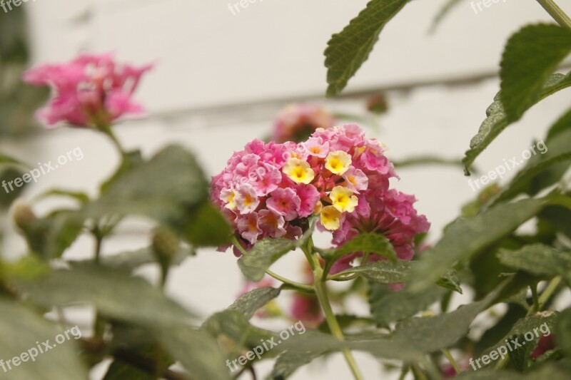 Pink Flower Lantana Nature Free Photos