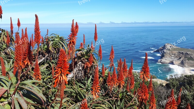 Aloe Vera Plant Background Aloe Vera