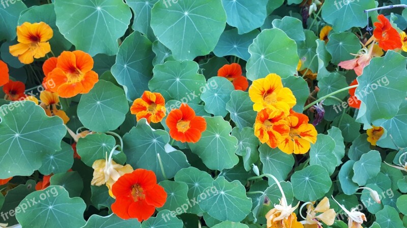 Nastartium Green Flower Background Nature