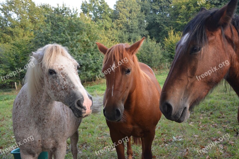 Horses Horse Pre Prairie Portrait