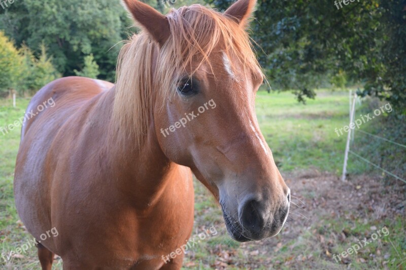 Horse Mare Equine Broodmare Pretty