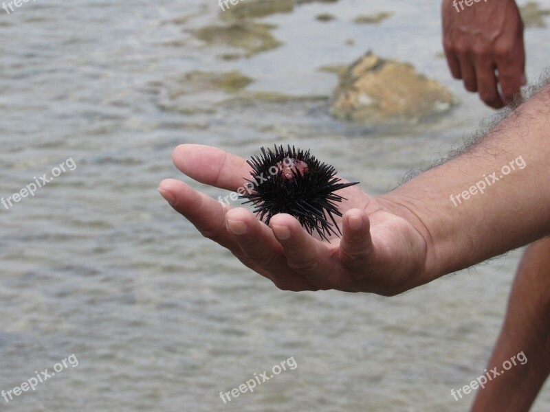 Hedgehog Mar Nature Animal Beach