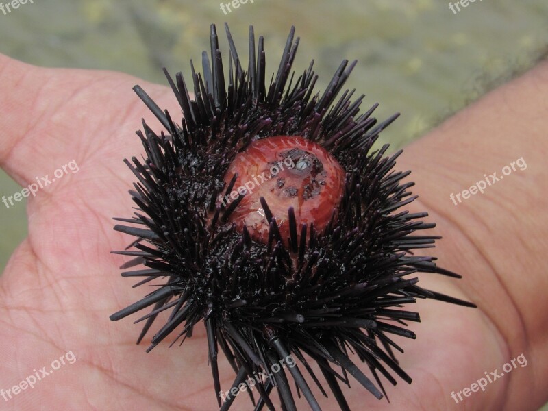 Hedgehog Mar Nature Animal Beach