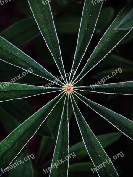 Plants Green Forest Plants Star Pattern