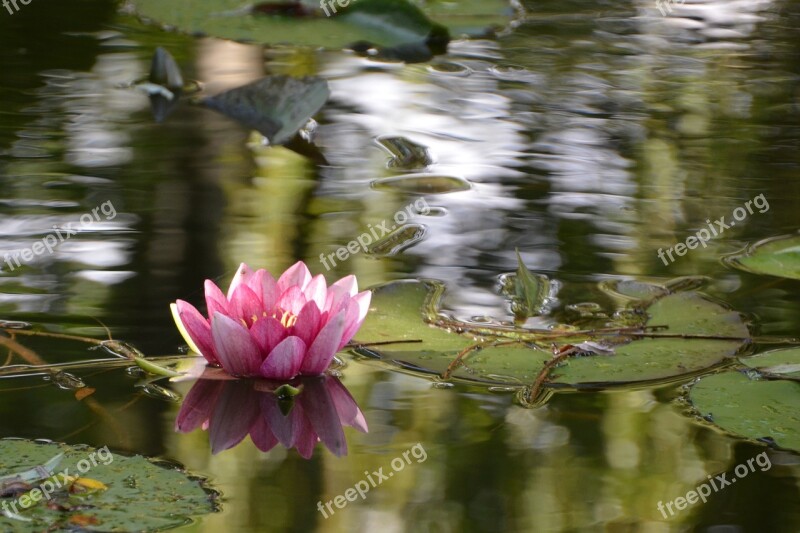 Water Lily Lake Nuphar Water Pond