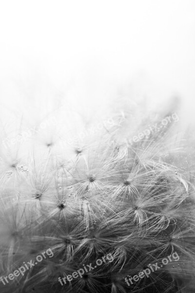 Dandelion Air Bubbles Cold Frozen Flower