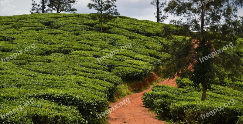 Tea Plantation Agriculture Nature India Free Photos