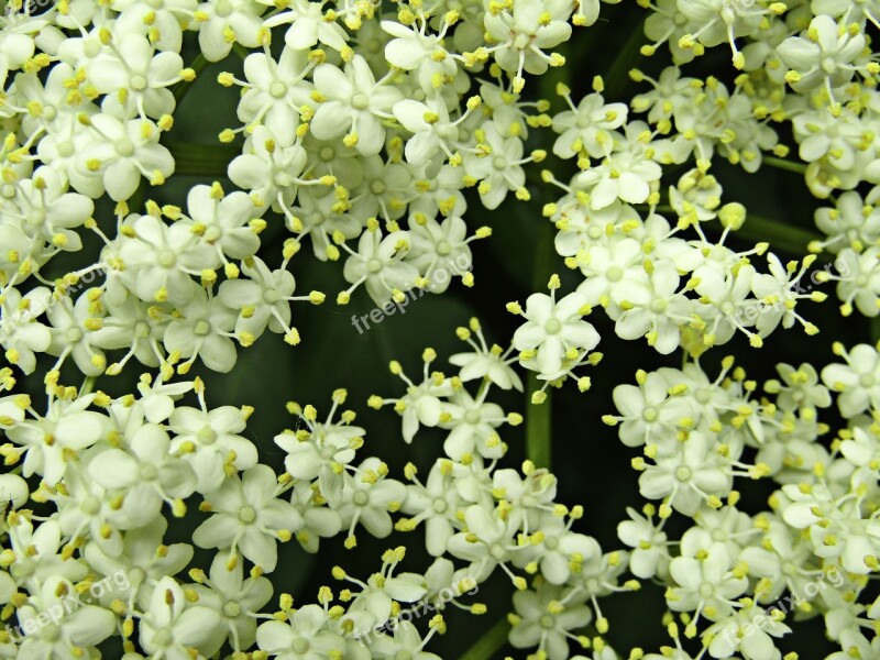 Flower Jasmine Nature Green Summer