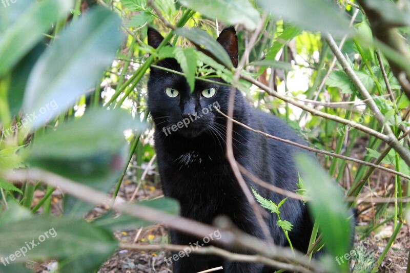 Cat Black Cat Black Kitty Hangover Watched Garden