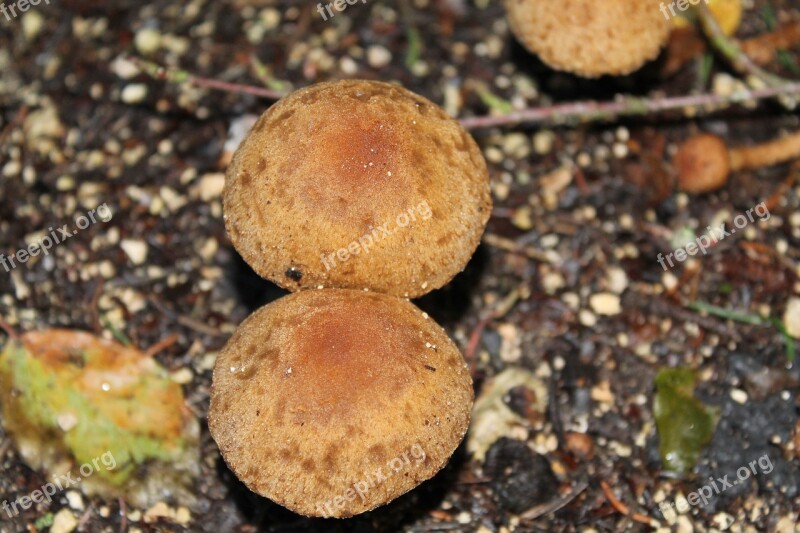 Mushroom Brown Nature Public Record Forest