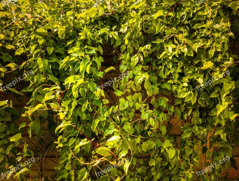 Ivy Plant Texture Nature Green