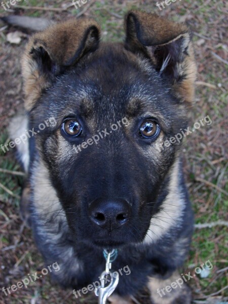 Dog German Shepherd Puppy Free Photos