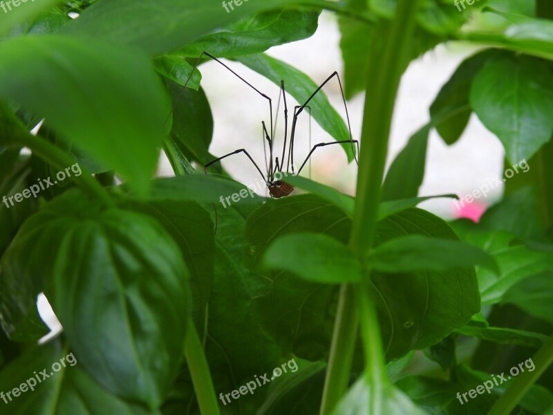 Spider Basil Plant Bug Free Photos