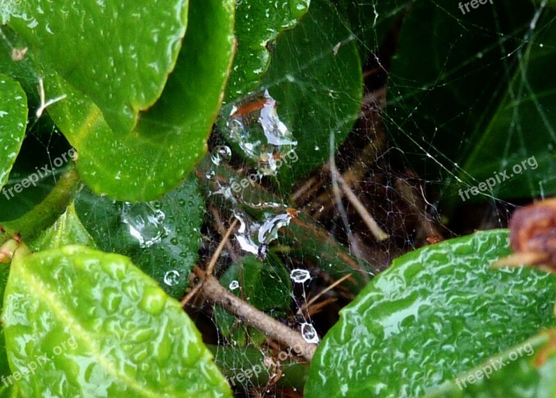 Indian Summer Spider Webs Dewdrop Cobweb Dew