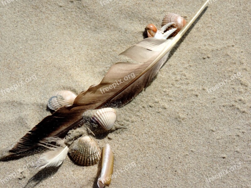 Bird Feather Sand Beach Mussels Bird Seagull Feather