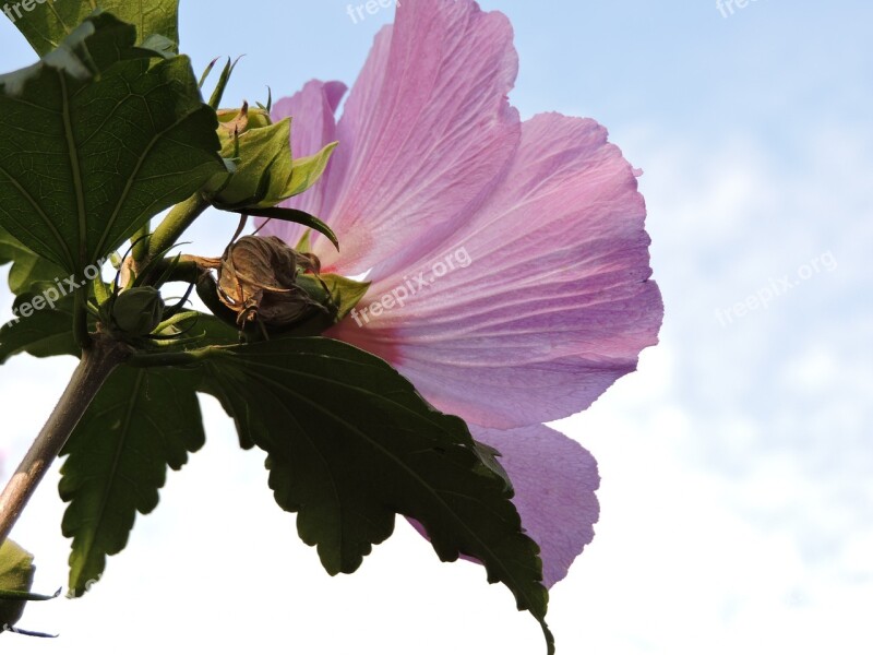 Hibiscus Flower Bush Sky Hibiscus Mallow