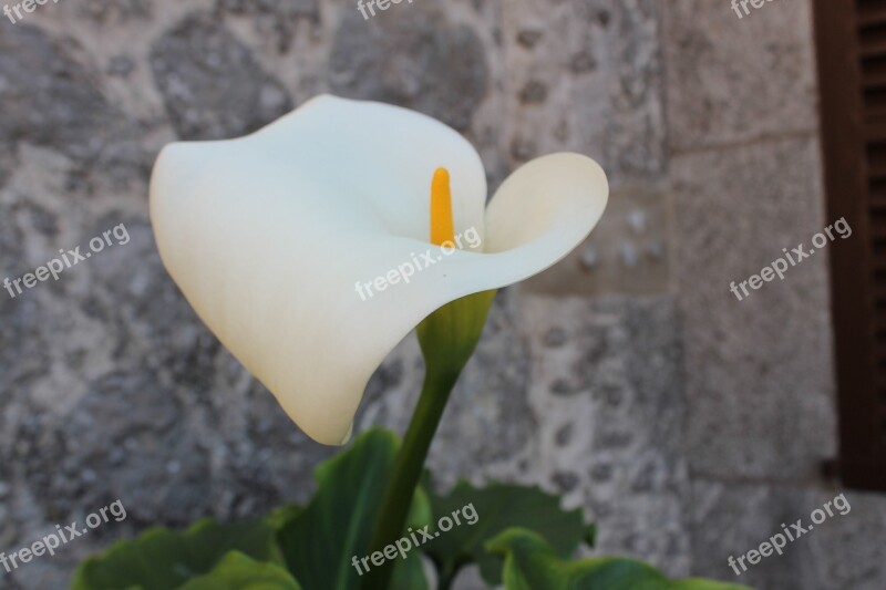 Flower Cala White Free Photos