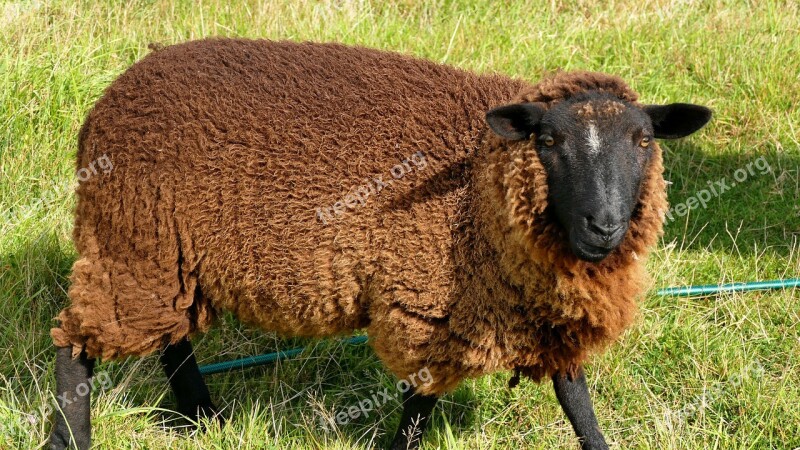 Sheep Brittany Ouessant Salt Meadows Free Photos