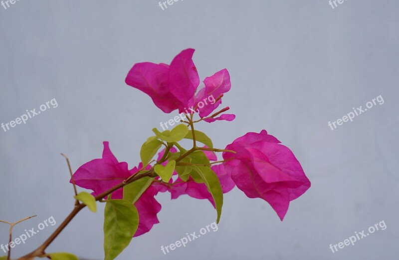 Paper Flower Pink Flowers Inflorescences Paper Free Photos