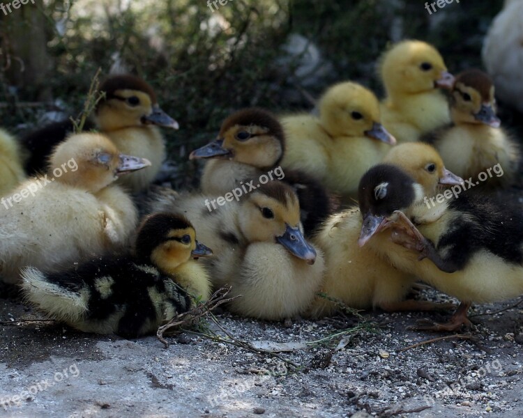 Duckling Fluffy Cute Birds Small