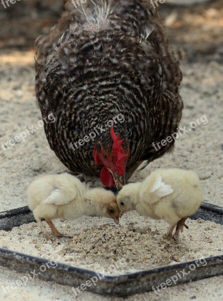 Chicken Toddler Fluffy Gaina Free Photos