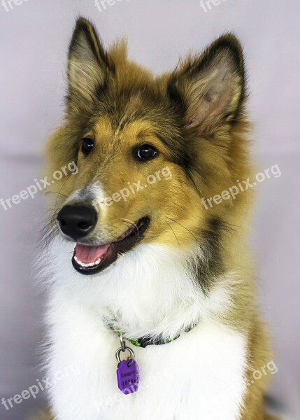 Collie Dog Pet Animal Free Photos