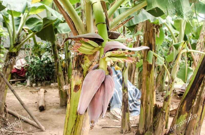 Banana Banana Flower Flower Fruit Nature