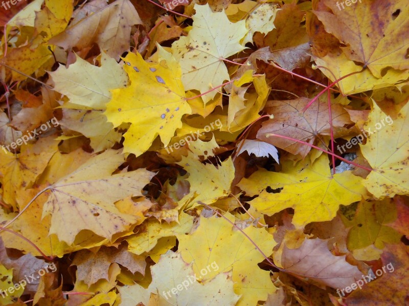 Dried Leaves Leaves Autumn Dry Leaf Foliage