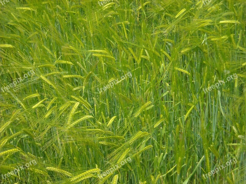 Ears Wheat Field Wheat Agriculture Cereals