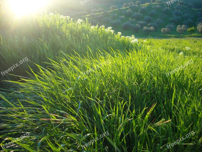 Campaign Wheat Field Agriculture Cereals