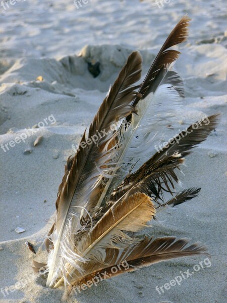 Bird Feather Sand Beach Nature Feather Seagull Feather