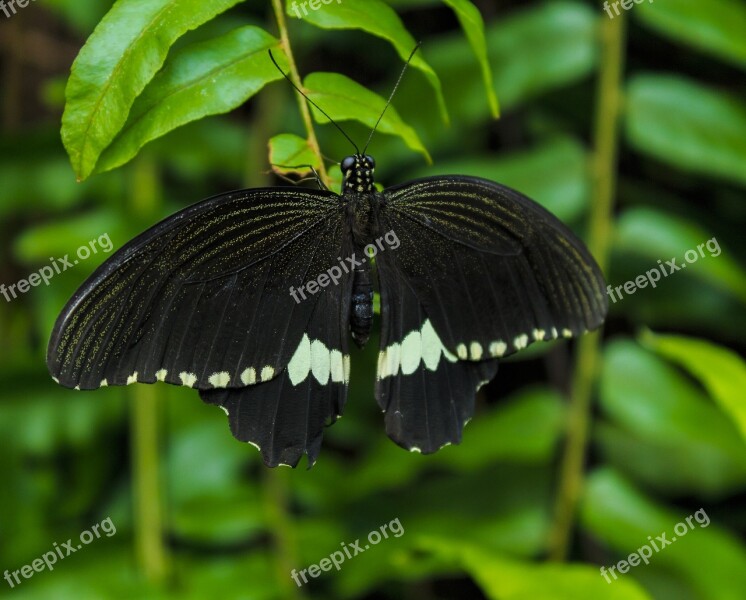 Black Butterfly Insect Flower Close Up Macro