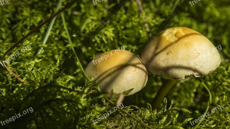 Mushroom Forest Autumn Nature Mushroom Picking