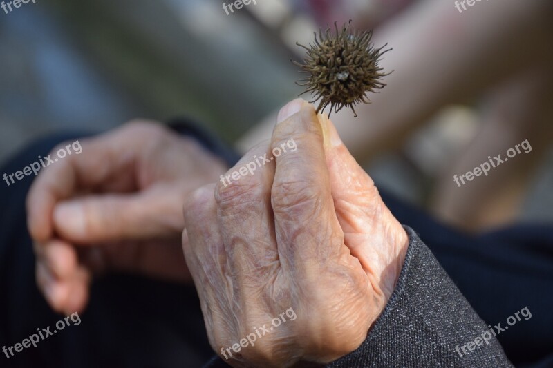 The Aged Hand Old Age Free Photos