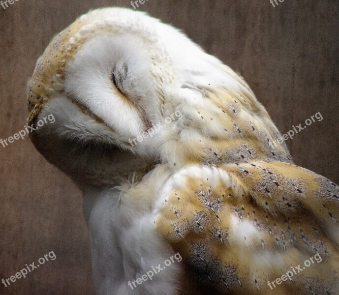 Owl Bird Animal Preening Free Photos