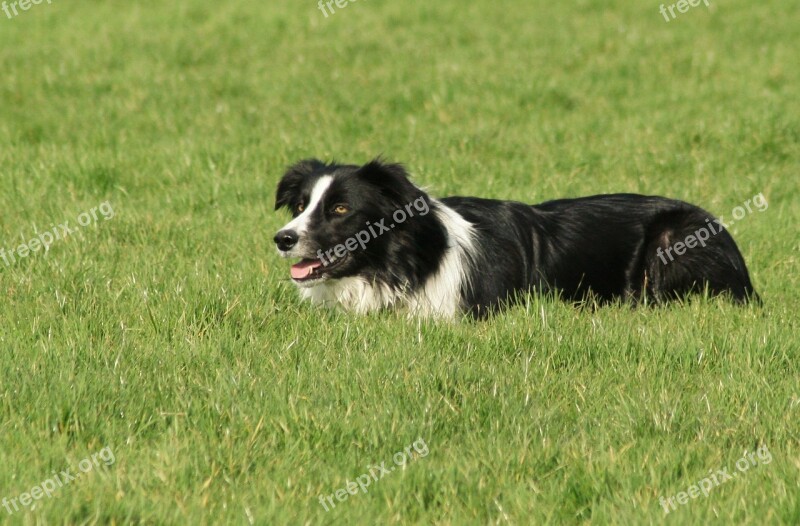 Sheepdog Pet Play Animal Free Photos