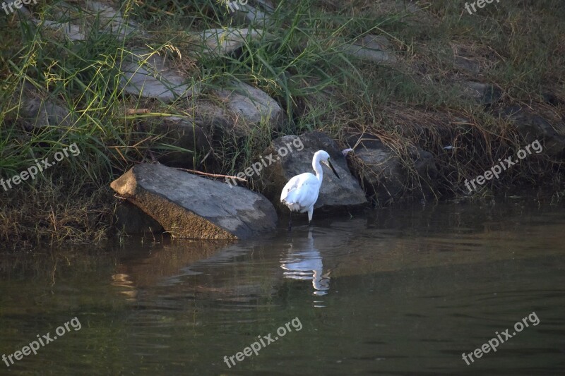 White Crane Fishing Aquatic Bird Pond Free Photos