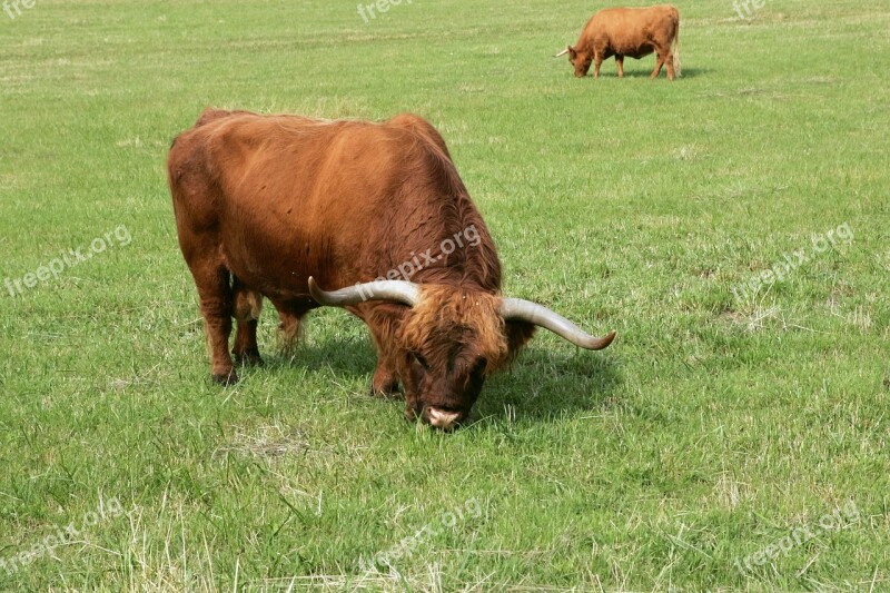 Bull Cattle Scottish Highland Cattle Free Photos