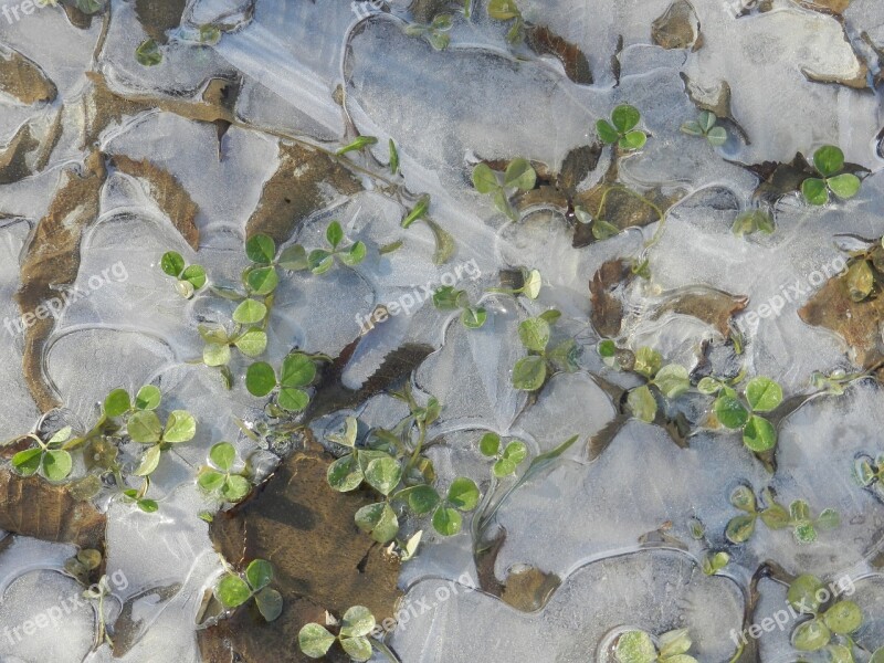 Puddle Ice Grass Autumn The First Ice